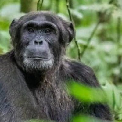 Kibale National Park Chimpanzee