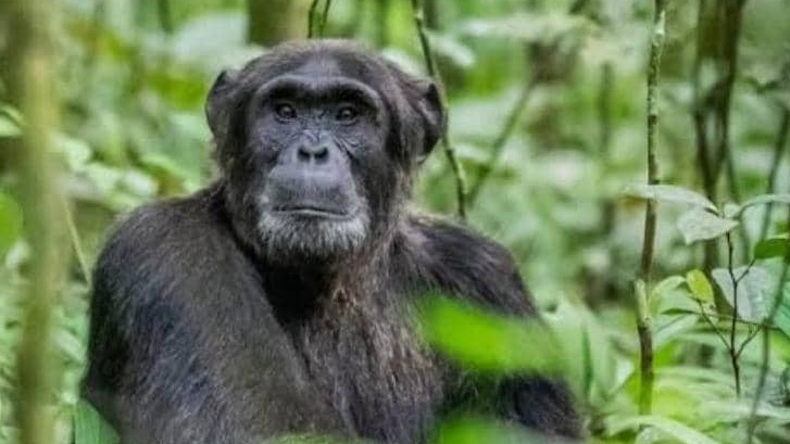 Kibale National Park Chimpanzee